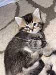 British Chinchila Mascul