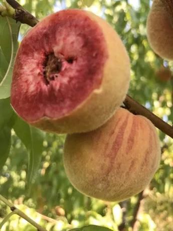 Pomi fructiferi pitici [Dwarf] soiuri de piersic