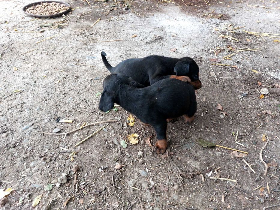 Продавам чистокръвни Лудогорски гончета.