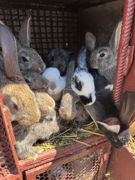 Vând iepure de casa