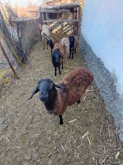 Барашки домашние кушают всё подряд не капризные