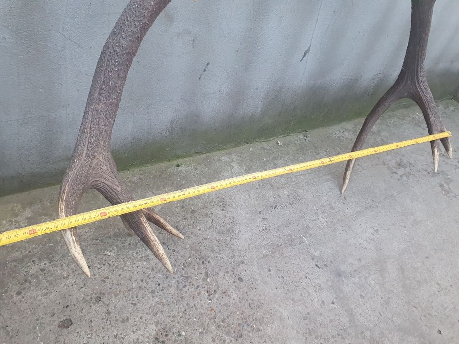 Vând trofeu coarne de cerb