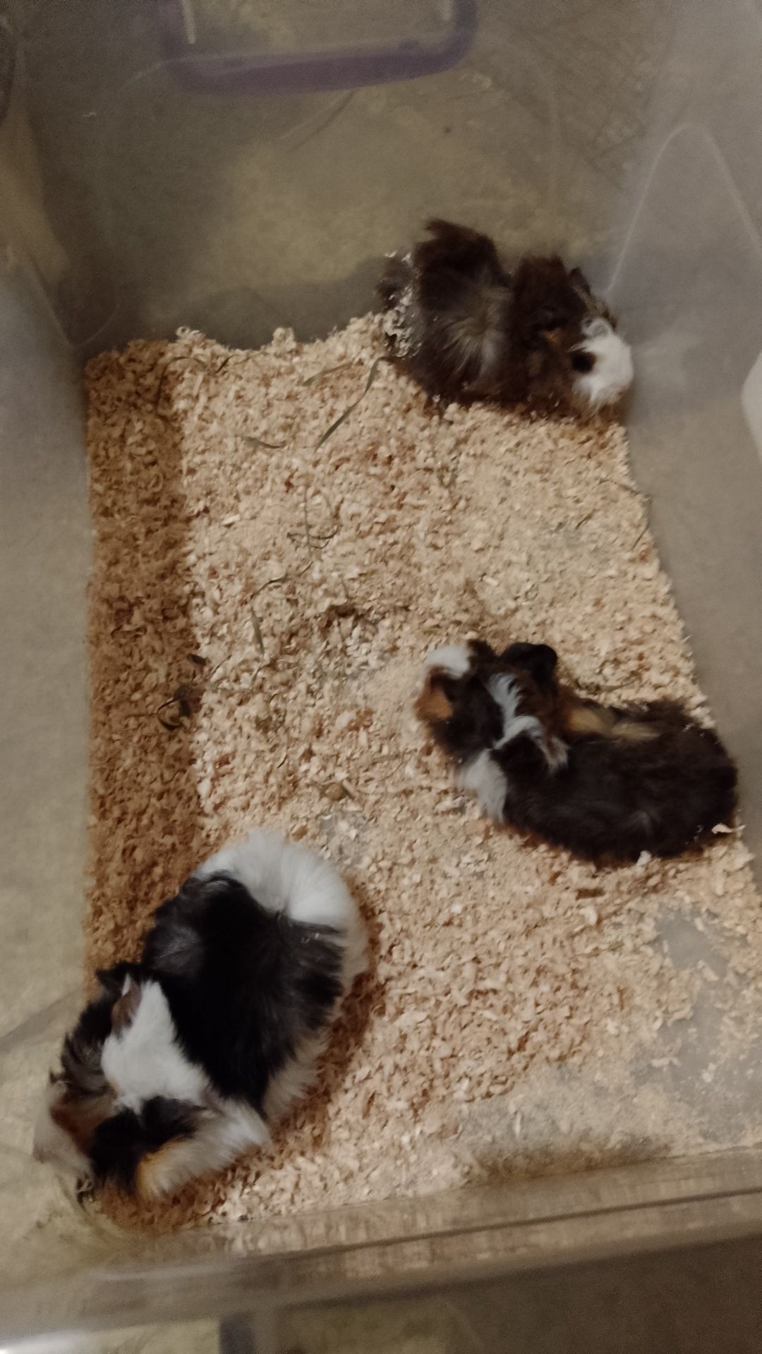Porcușor, porcușori de Guineea , hamsteri sirieni și siberieni.
