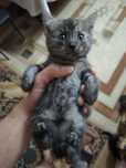 Отдам котята в добрые руки