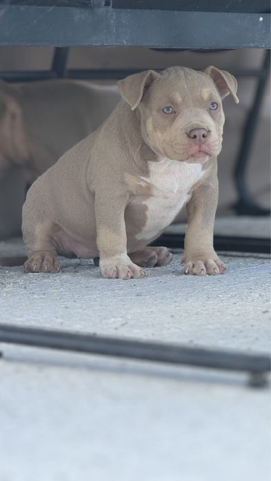 Американско Були Покет/ American Bully Pocket