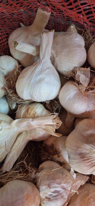 Чесън НАЦИОНАЛ  имам количество.