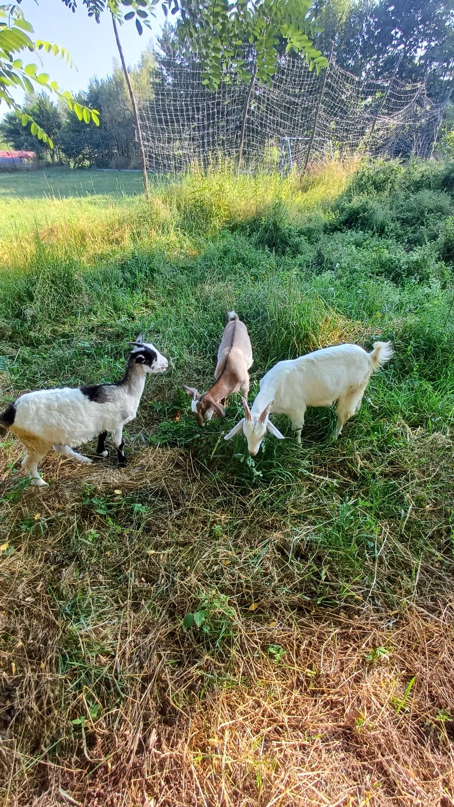Vând capre bune de lapte