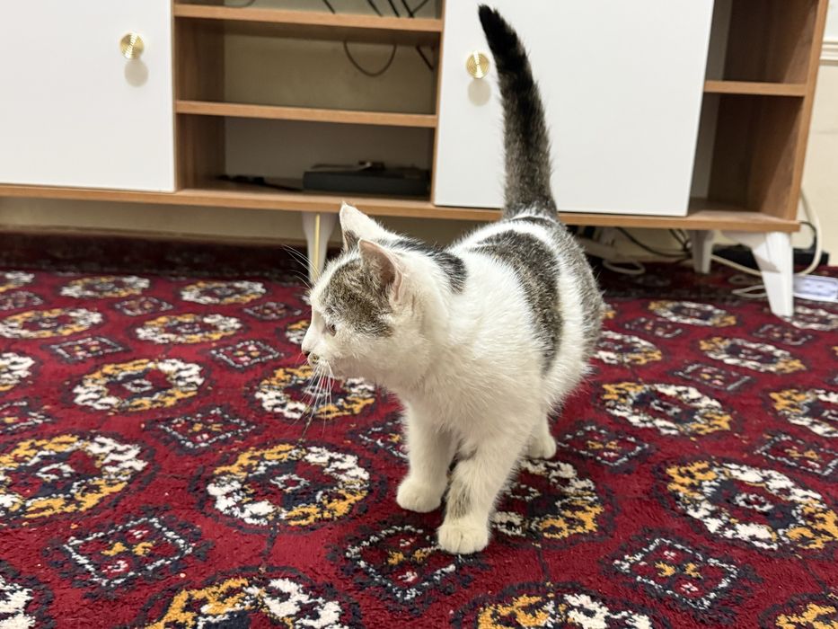 Mushuk tekinga beriladi