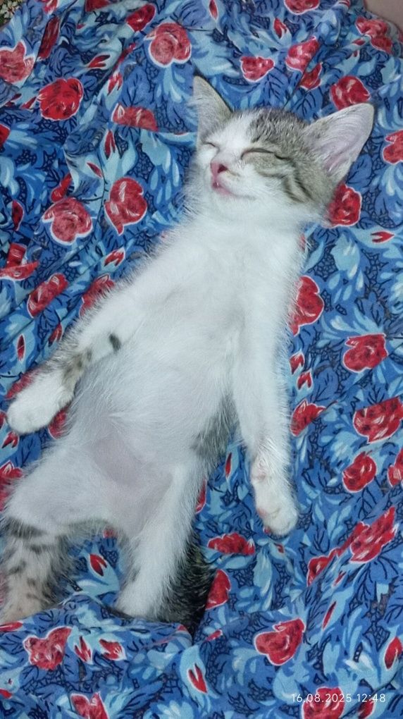 Отдам котёнка в добрые руки срочно