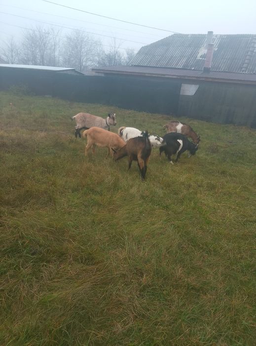 Capre de vânzare urgent