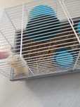 Cușca hamsteri și hamsteri