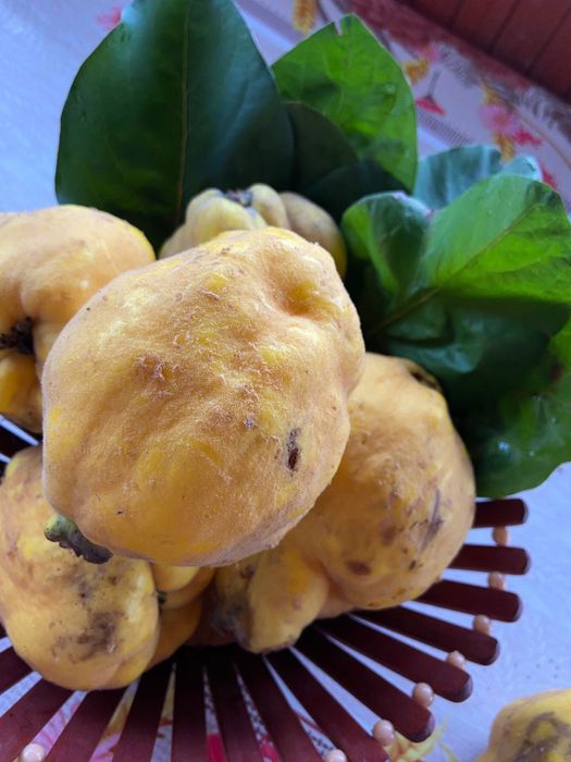 Vând gutui mari și frumoase!