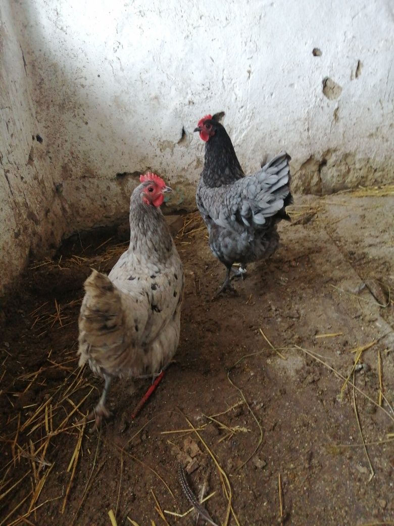 Oua australorp sphles și albastru