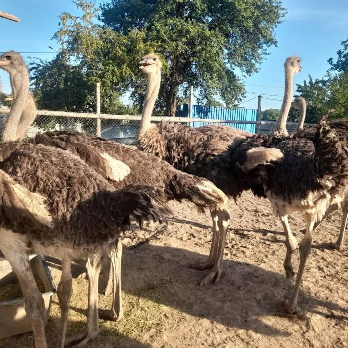 Familii de strut reproducatoare premium de 3 ani