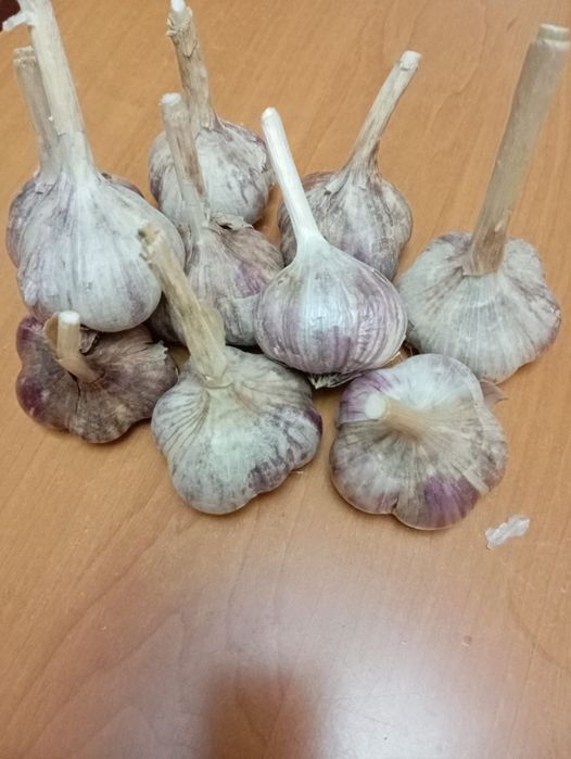 Продам озимый чеснок