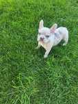 Catelusa buldog francez