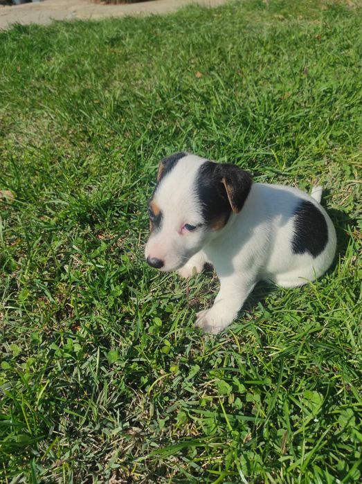 Продавам Джак Ръсел териер  200лв