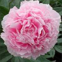 Bujor hybrid Sarah Bernhardt: Roz sidefat,floare batuta, parfumat