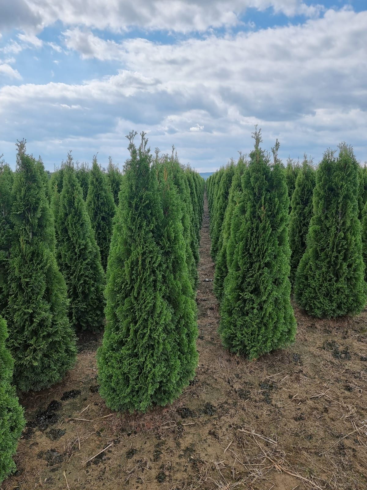 Tuia (Thuja) smarald leylandi brabant diferite marimi