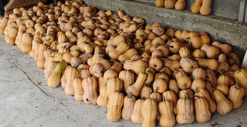 Продавам български тикви