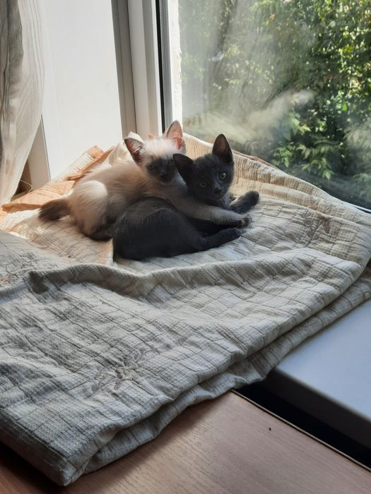 Отдам котят(девочки)