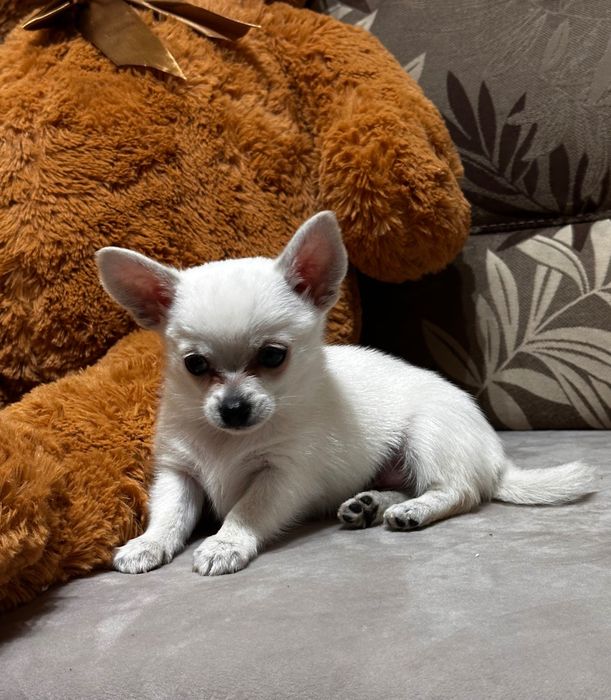 Топ Мъжко Мини Чихуахуа Бяло Дълъг косъм