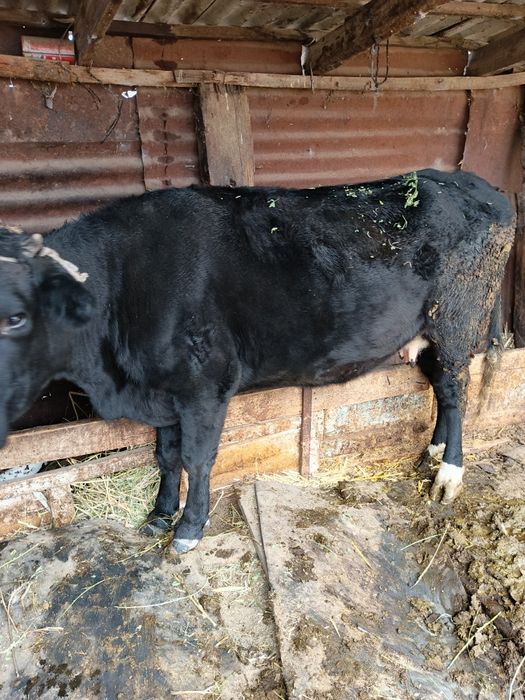 Продам сочную Корову с Бычком