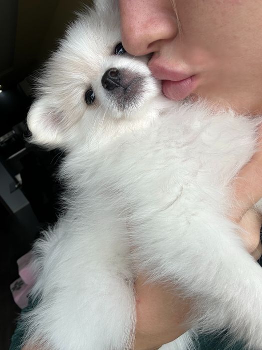 Померан на 2 месеца