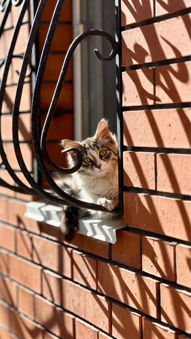Отдам котенка в добрые руки (с доставкой, привезем)