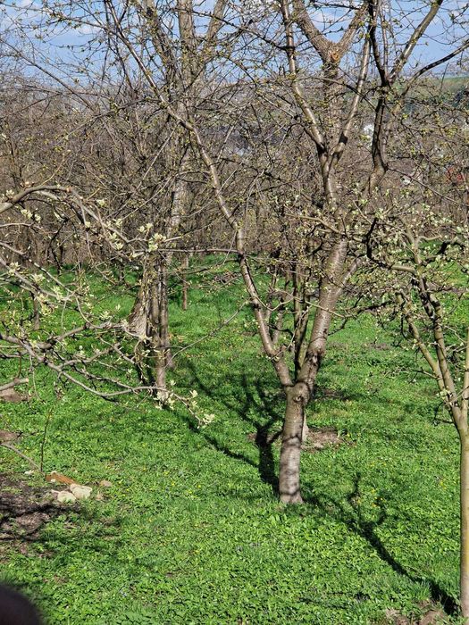 Vand casa cu sura, curte mare si gradina in Bosanci, Suceava