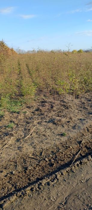 Puieți salcâm frasin mesteacăn fag carpen tei