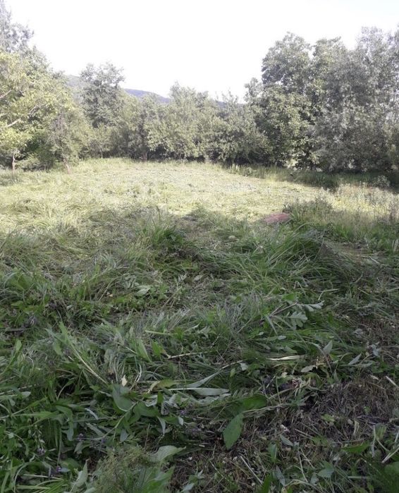 Tund tai defrisez gazon iarba arbusti su pomi