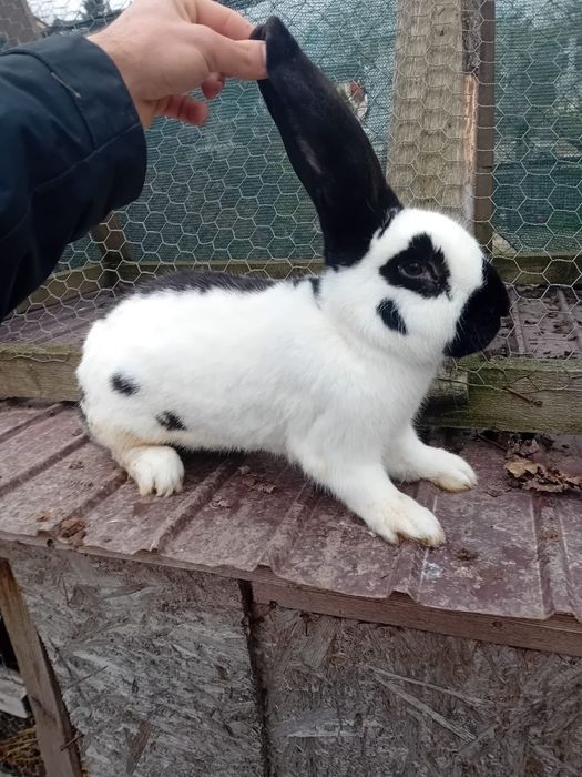 Schimb iepure fluture