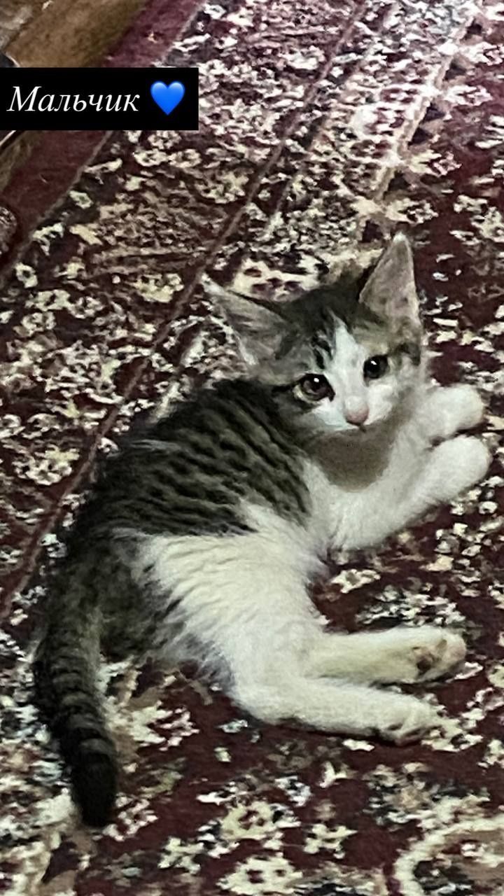 Бесплатно котятки