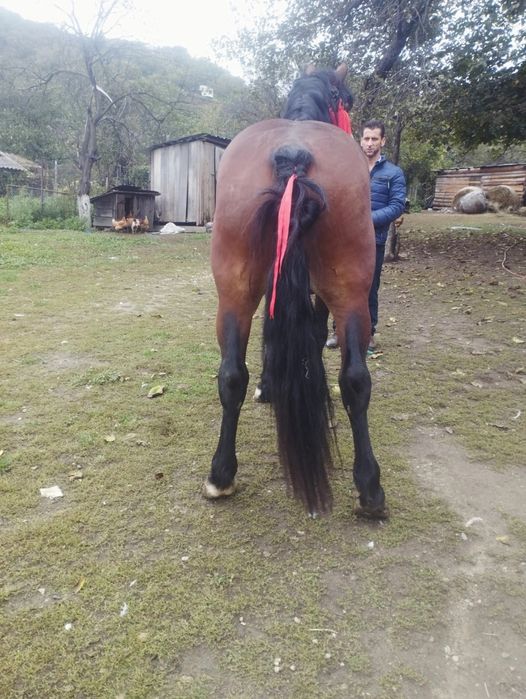 De vânzare trei mânji un cârlan de doi ani jumate și un ponei