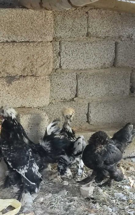Yapon tovuqlar sotiladi