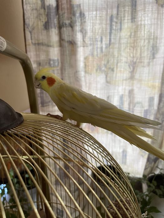 Продется Попугай корелла