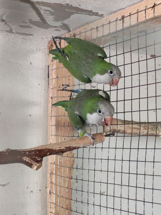 Mai multe specii de papagali. Am și crescuți la seringa.