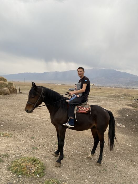 Айғыр 9 жас |Жеребец 9 лет