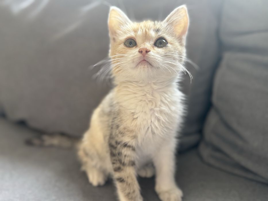 Котенок ( девочка)