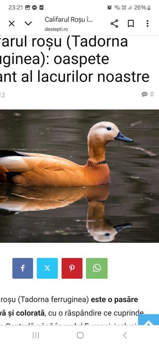 Gaste Califar Rosu mature