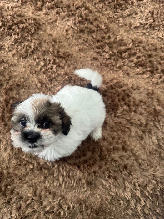 Shih Tzu pui talie mica