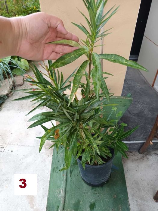 Зокуми,Олеандри,Лян