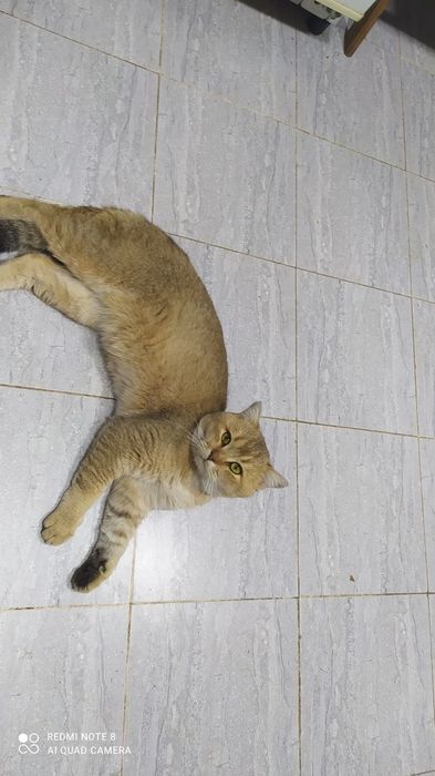 Залатой шиншилла & Скотш фолд.