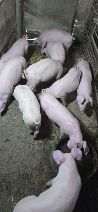 Продавам малки прасета