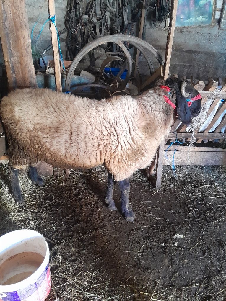 Vand berbec carabaş sârbesc vârsta de 1 an jumate.