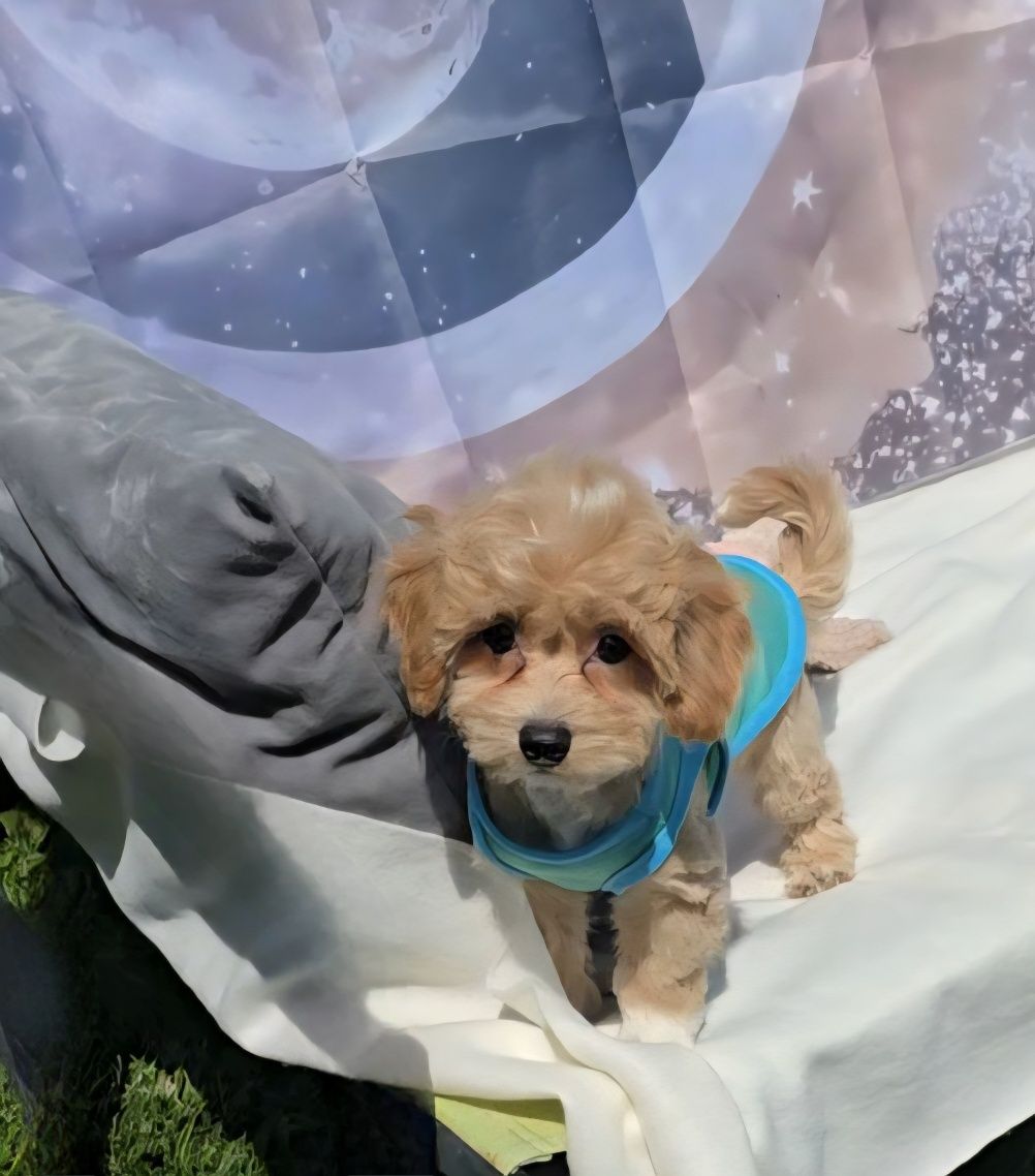 Малтипу 3 месеца, maltipoo