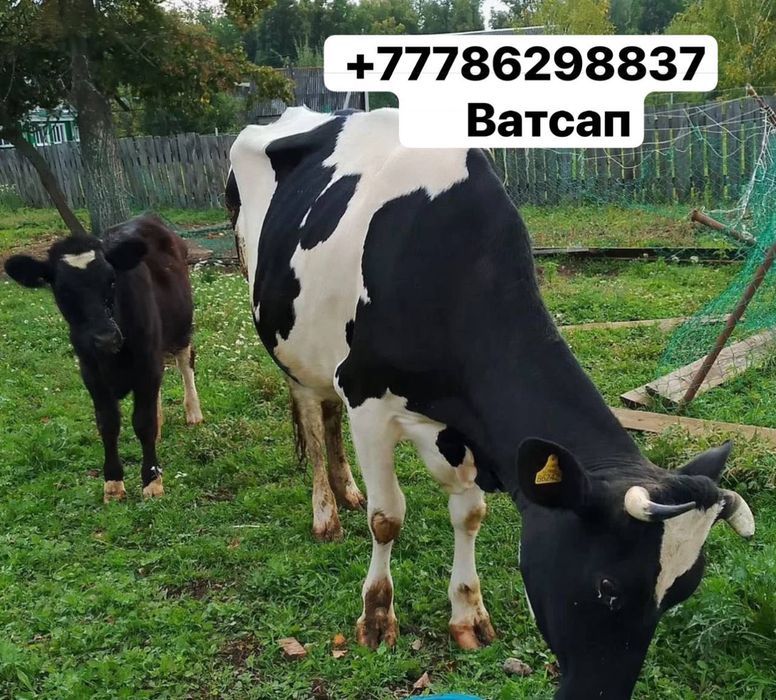 2 отёл дает 20 литров молока