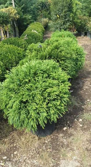 Plante ornamentale variate pentru efect vizual deosebit