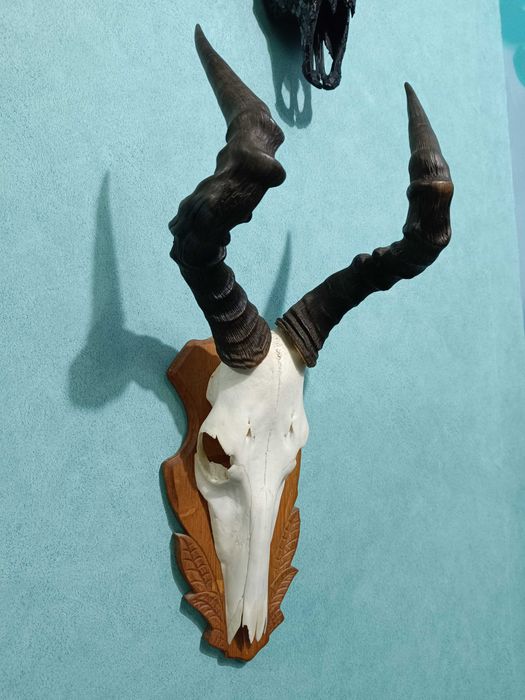 Череп от обикновен Бубал, Трофей, Череп с рога от антилопа Хартебийст